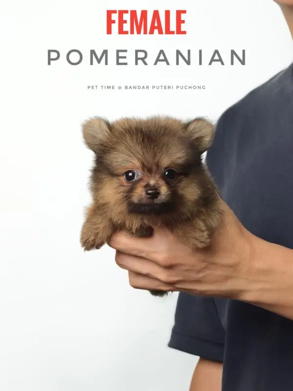 Pomeranian Puppy for Sale in Puchong Kuala Lumpur KL Malaysia