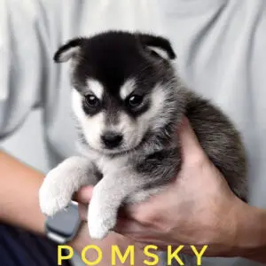 Pomsky Puppy for Sale in Puchong Kuala Lumpur KL Malaysia