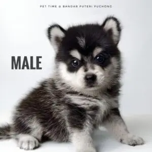 Pomsky Puppy for Sale in Puchong Kuala Lumpur KL Malaysia