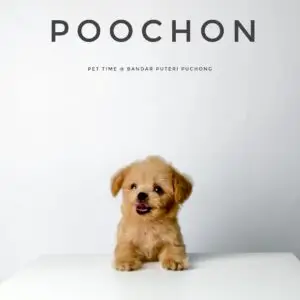 Poochon Puppy for Sale in Puchong Kuala Lumpur KL Malaysia