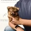 Pomeranian Puppy for Sale in Puchong Kuala Lumpur KL Malaysia