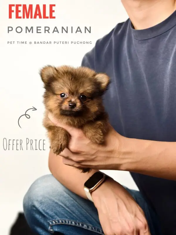 Pomeranian Puppy for Sale in Puchong Kuala Lumpur KL Malaysia