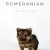 Pomeranian Puppy for Sale in Puchong Kuala Lumpur KL Malaysia