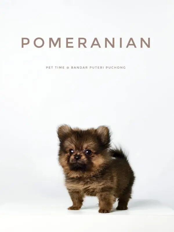 Pomeranian Puppy for Sale in Puchong Kuala Lumpur KL Malaysia
