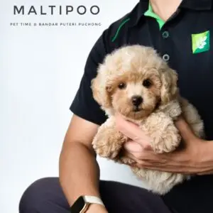 Maltipoo Puppy for Sale in Puchong Kuala Lumpur KL Malaysia