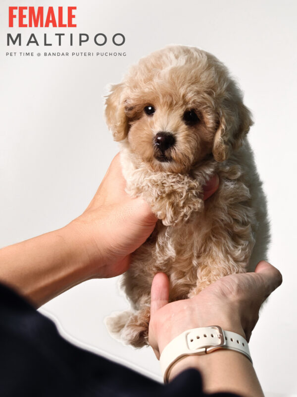 Maltipoo Puppy for Sale in Puchong Kuala Lumpur KL Malaysia