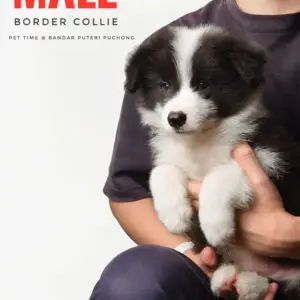Border Collie Puppy for Sale in Puchong Kuala Lumpur KL Malaysia