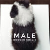 Border Collie Puppy for Sale in Puchong Kuala Lumpur KL Malaysia