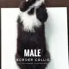 Border Collie Puppy for Sale in Puchong Kuala Lumpur KL Malaysia