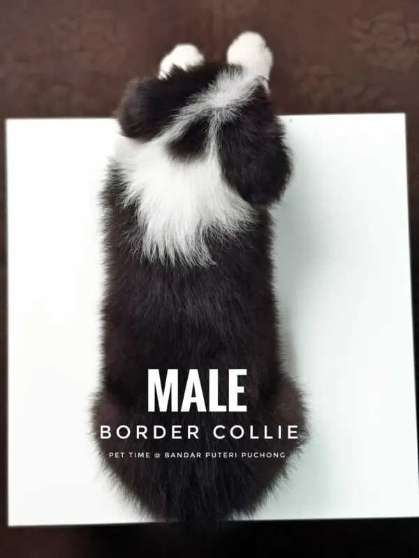 Border Collie Puppy for Sale in Puchong Kuala Lumpur KL Malaysia