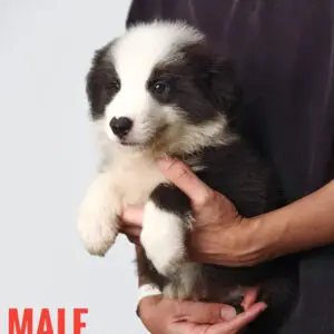 Border Collie Puppy for Sale in Puchong Kuala Lumpur KL Malaysia