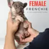French Bulldog puppy for Sale in Puchong KL Malaysia