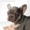 French Bulldog puppy for Sale in Puchong KL Malaysia