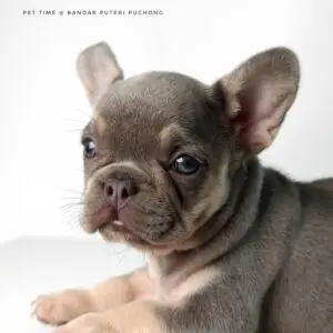 French Bulldog puppy for Sale in Puchong KL Malaysia