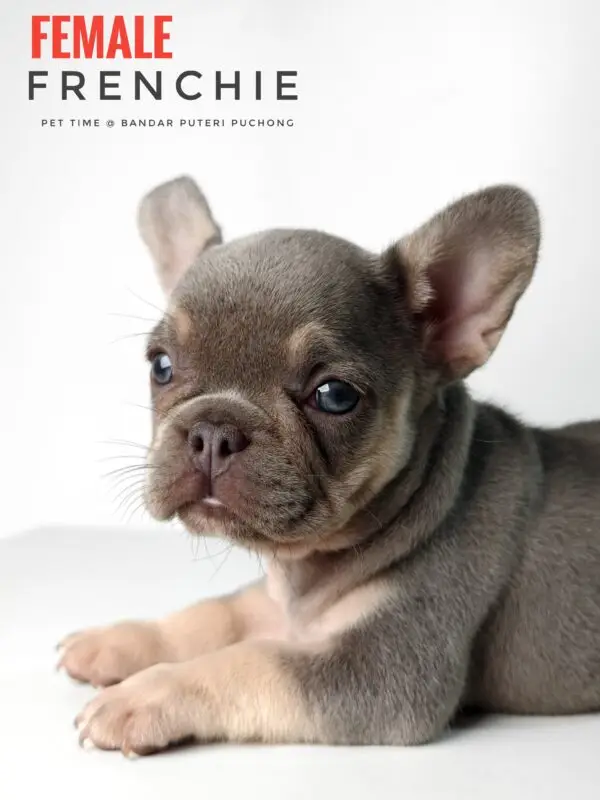 French Bulldog puppy for Sale in Puchong KL Malaysia