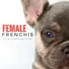 French Bulldog puppy for Sale in Puchong KL Malaysia