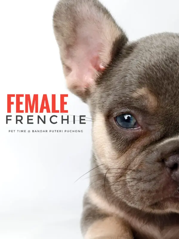 French Bulldog puppy for Sale in Puchong KL Malaysia