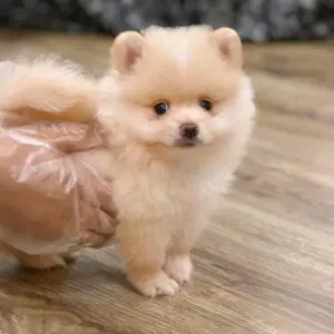 Pomeranian puppy for Sale in Puchong KL Malaysia