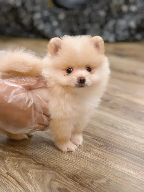 Pomeranian puppy for Sale in Puchong KL Malaysia