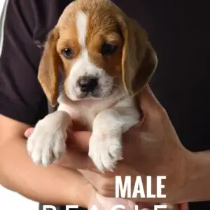Beagle puppy for Sale in Puchong KL Malaysia