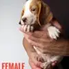 Beagle puppy for Sale in Puchong KL Malaysia