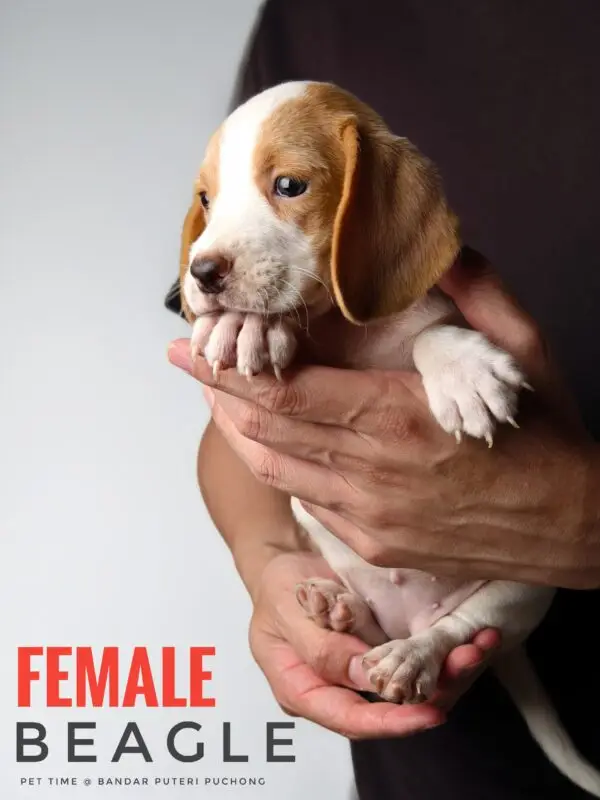 Beagle puppy for Sale in Puchong KL Malaysia