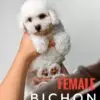 Bichon puppy for Sale in Puchong KL Malaysia