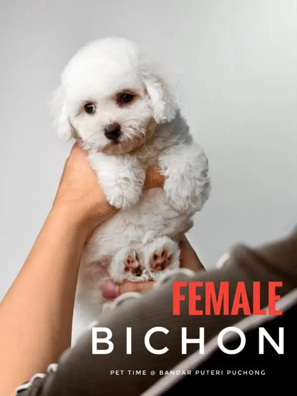 Bichon puppy for Sale in Puchong KL Malaysia
