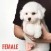 Bichon puppy for Sale in Puchong KL Malaysia