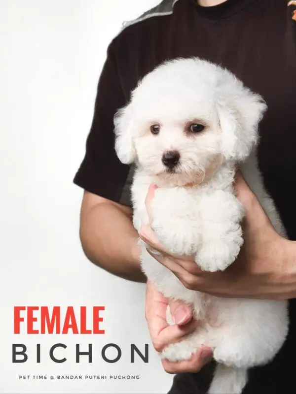 Bichon puppy for Sale in Puchong KL Malaysia