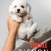 Bichon puppy for Sale in Puchong KL Malaysia