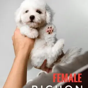 Bichon puppy for Sale in Puchong KL Malaysia