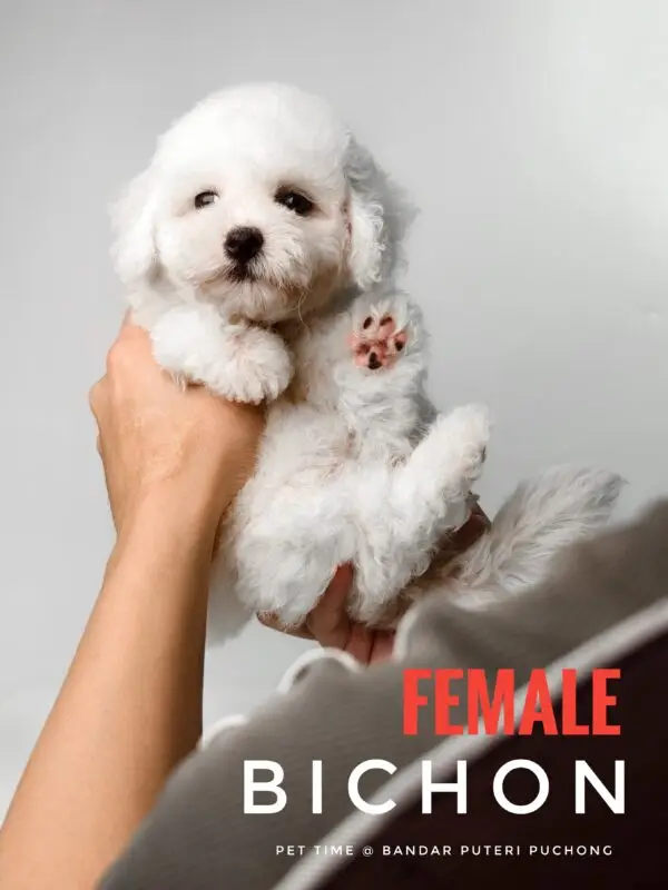 Bichon puppy for Sale in Puchong KL Malaysia