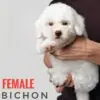 Bichon puppy for Sale in Puchong KL Malaysia