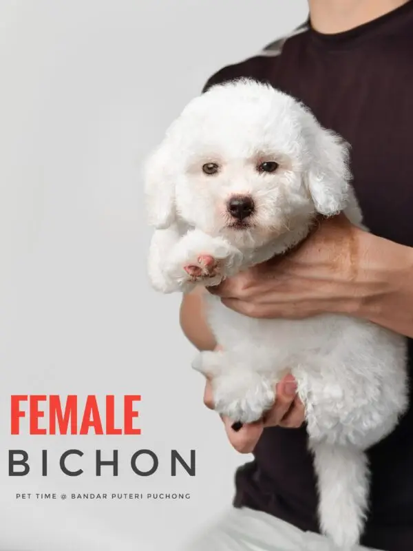 Bichon puppy for Sale in Puchong KL Malaysia