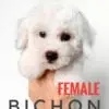 Bichon puppy for Sale in Puchong KL Malaysia