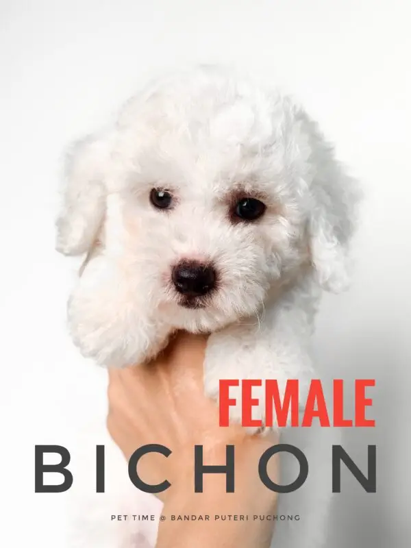 Bichon puppy for Sale in Puchong KL Malaysia