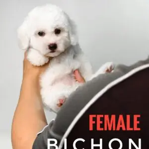 Bichon puppy for Sale in Puchong KL Malaysia
