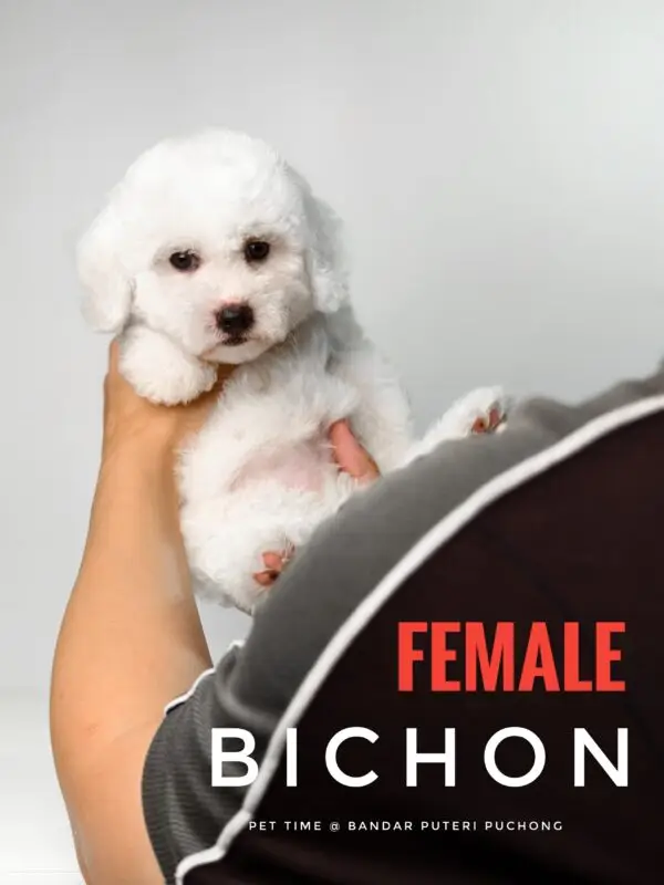 Bichon puppy for Sale in Puchong KL Malaysia