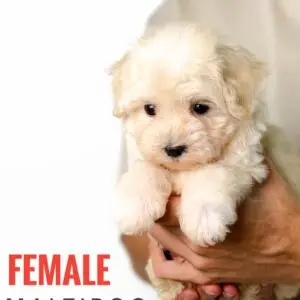 Maltipoo puppy for Sale in Puchong KL Malaysia