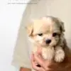 Maltipoo puppy for Sale in Puchong KL Malaysia
