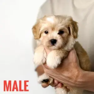 Maltipoo puppy for Sale in Puchong KL Malaysia