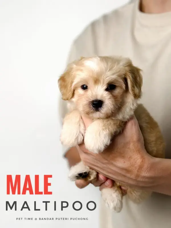 Maltipoo puppy for Sale in Puchong KL Malaysia