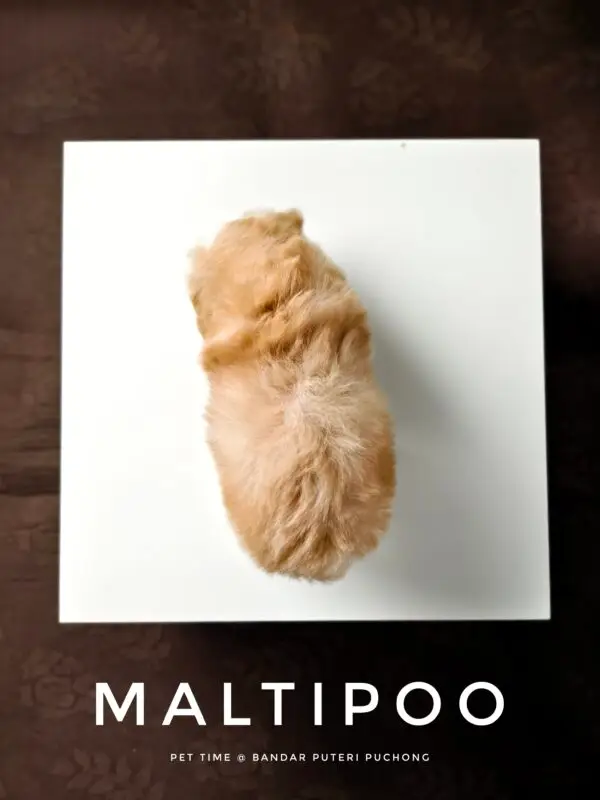 Maltipoo puppy for Sale in Puchong KL Malaysia