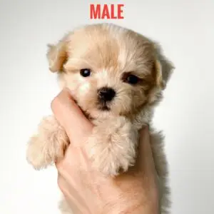 Maltipoo puppy for Sale in Puchong KL Malaysia
