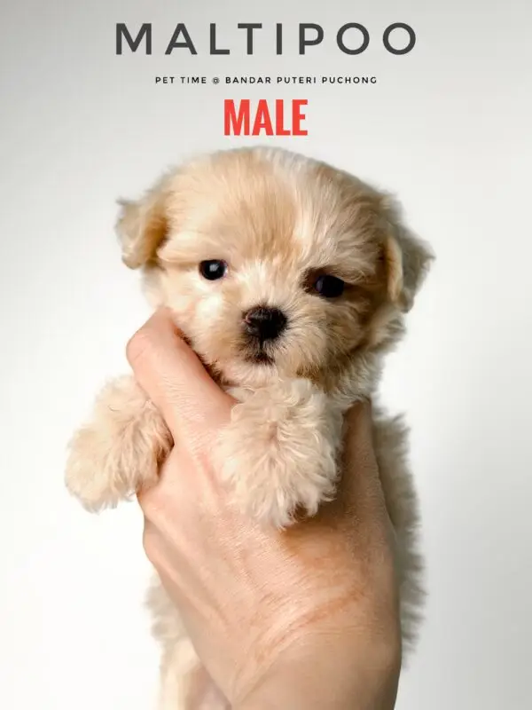 Maltipoo puppy for Sale in Puchong KL Malaysia