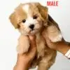 Maltipoo puppy for Sale in Puchong KL Malaysia