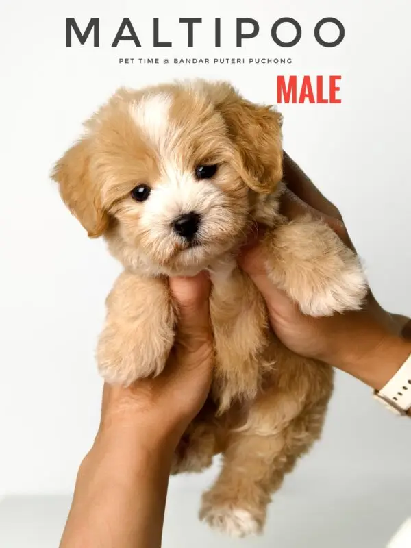 Maltipoo puppy for Sale in Puchong KL Malaysia