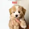 Maltipoo puppy for Sale in Puchong KL Malaysia