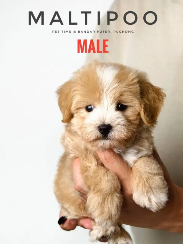Maltipoo puppy for Sale in Puchong KL Malaysia